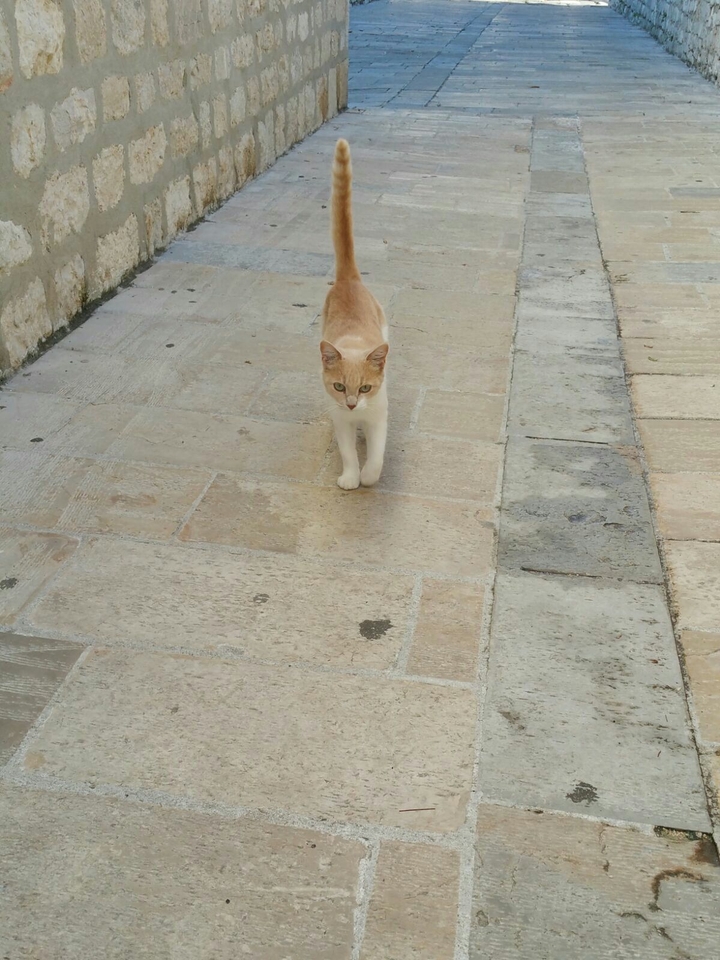 cat
