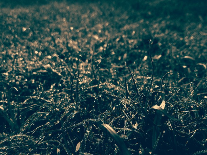 grass