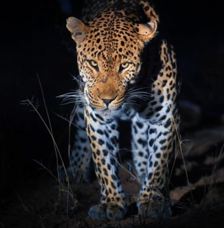 Leopard Леопард