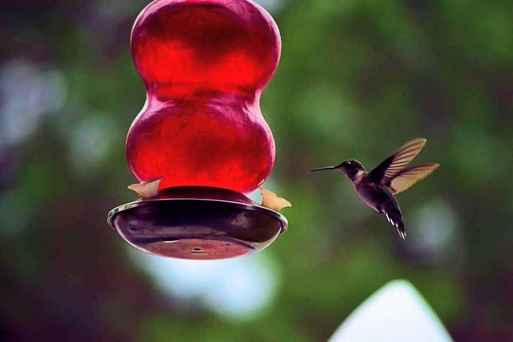 bird picaflor
