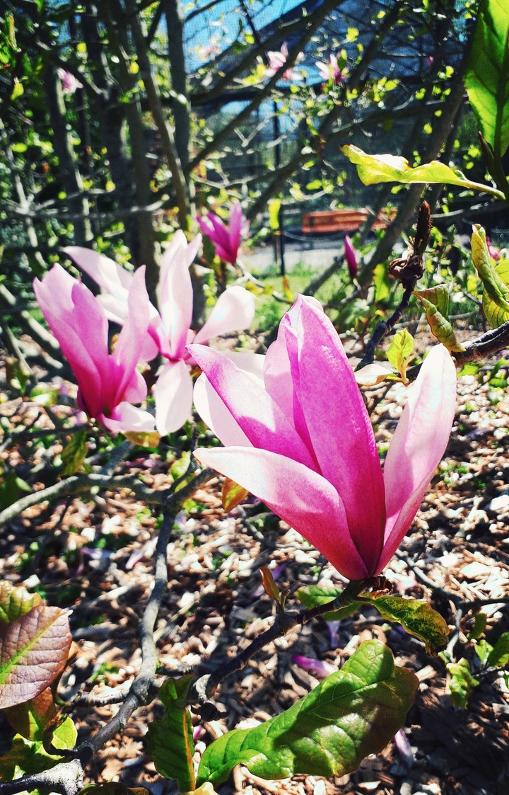 Blooming beauty