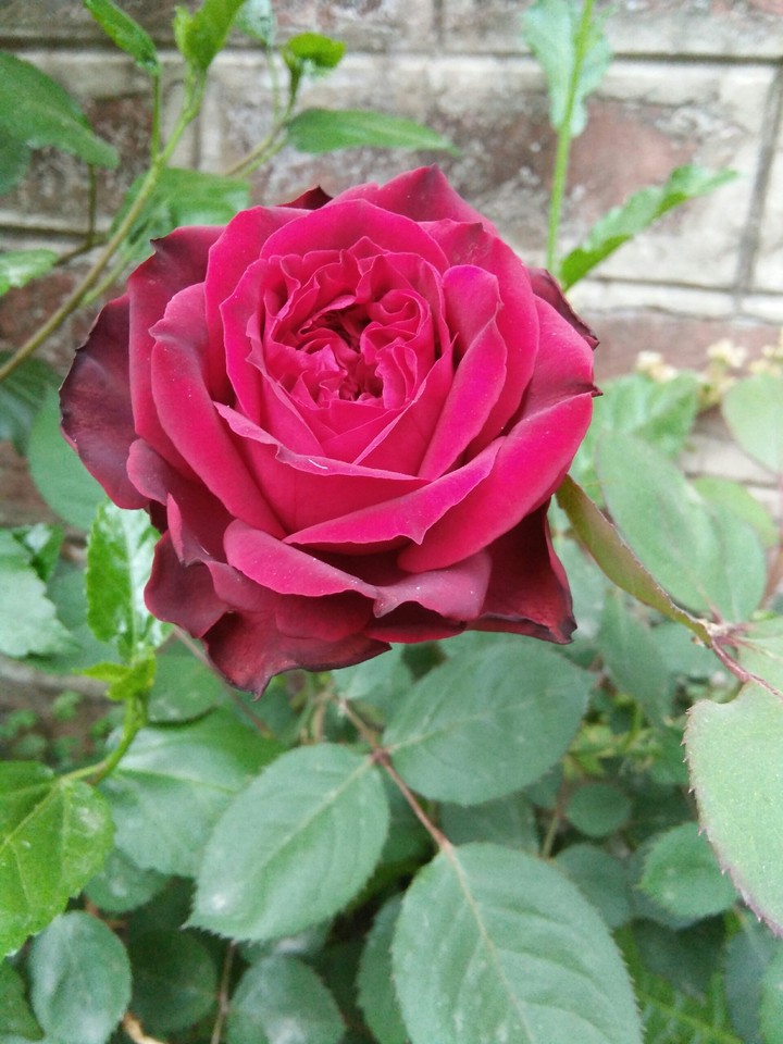rose