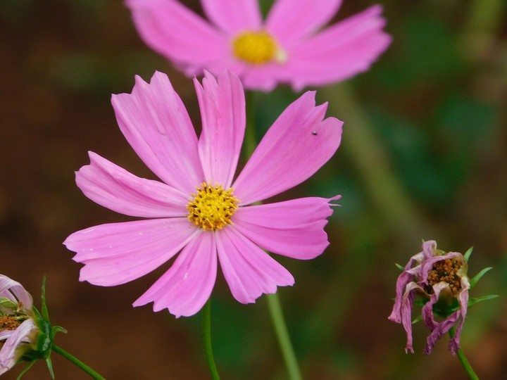 pink