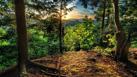 into the woods
