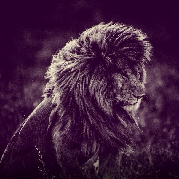 ♌