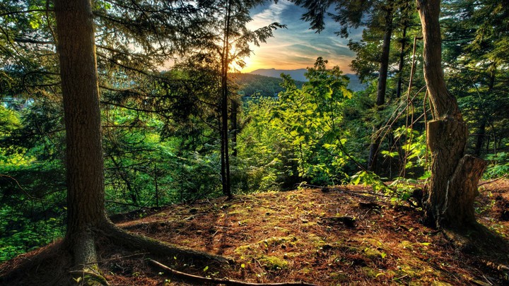 into the woods