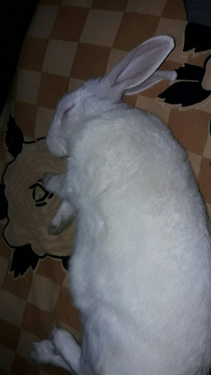 Rabbit In Sound Sleep
