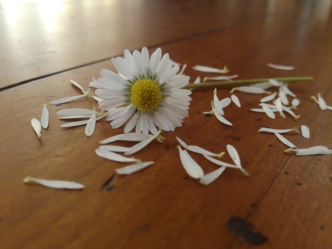 You're my daisy.