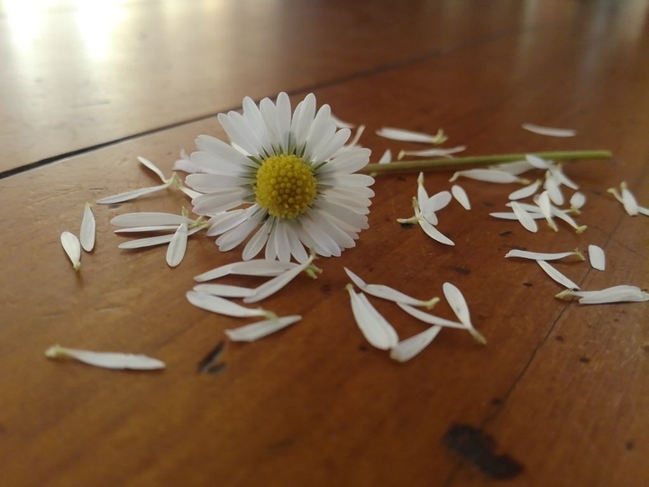You're my daisy.