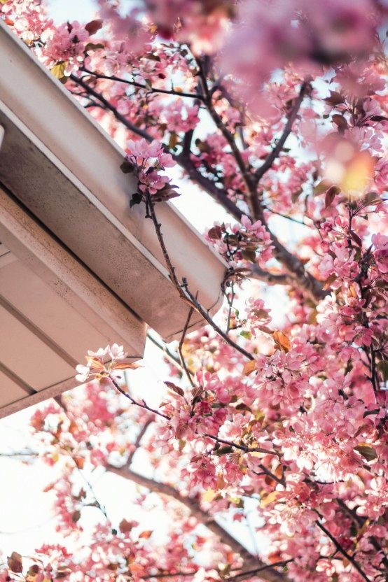cherry blossoms