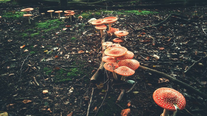 reds