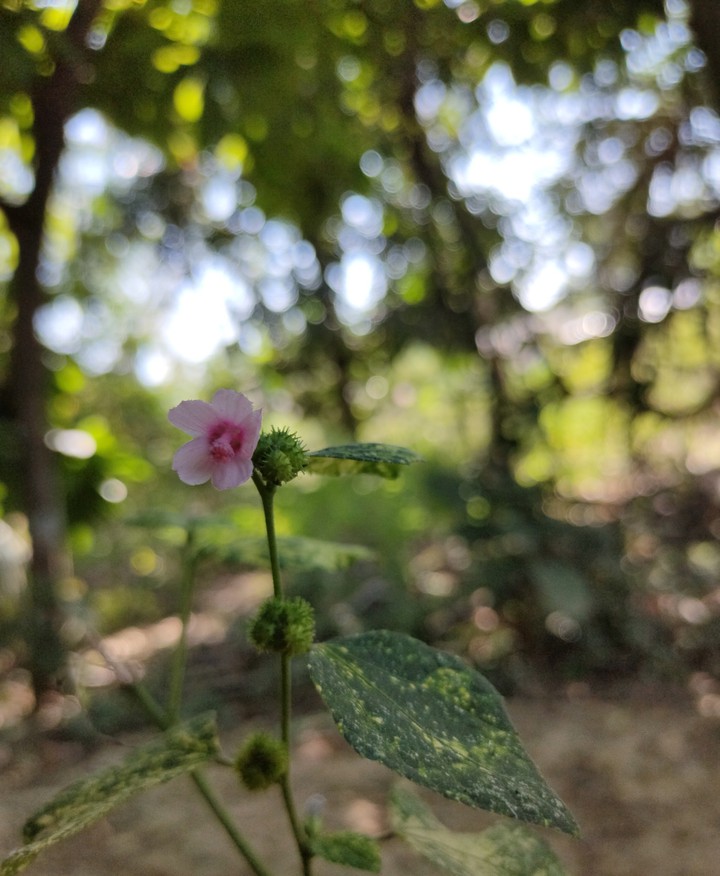 Pink Flower ?