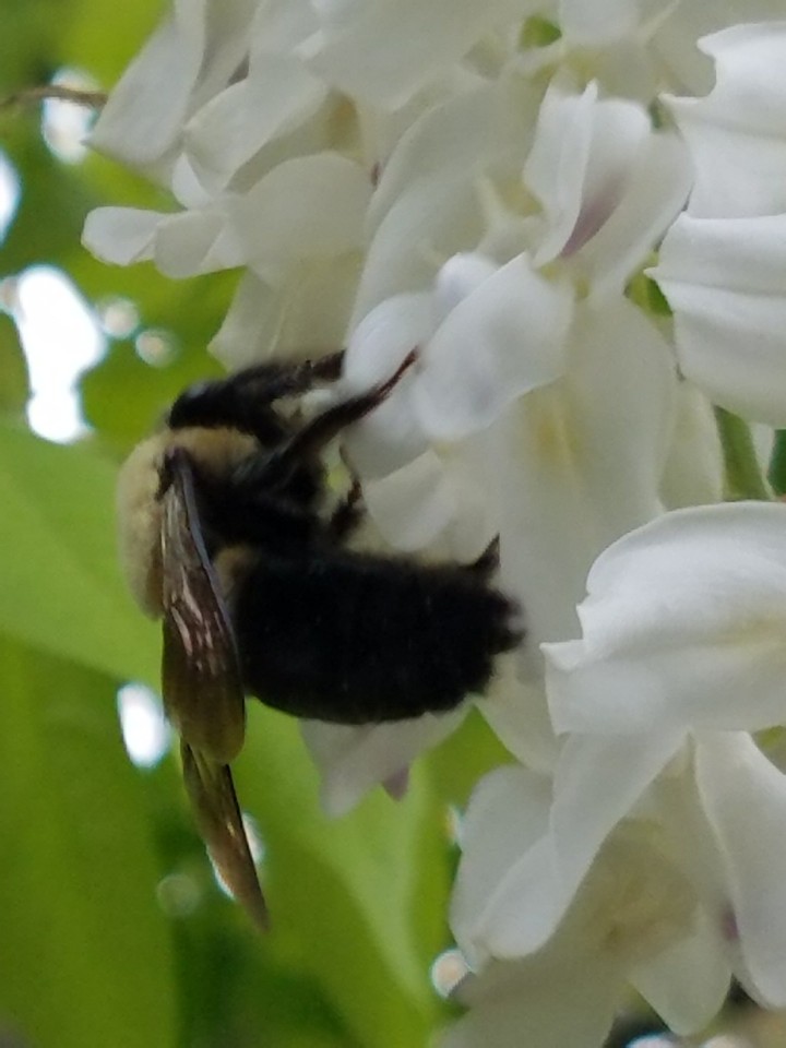 Honeybee
