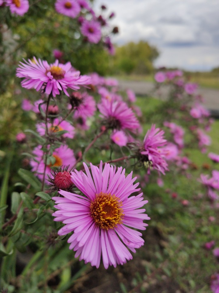 #flower