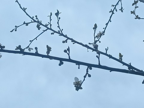 twig, electricity壁纸