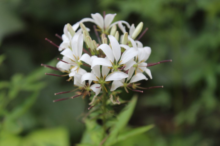 pure white