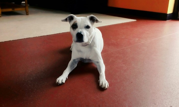 my mum's boss's dog
