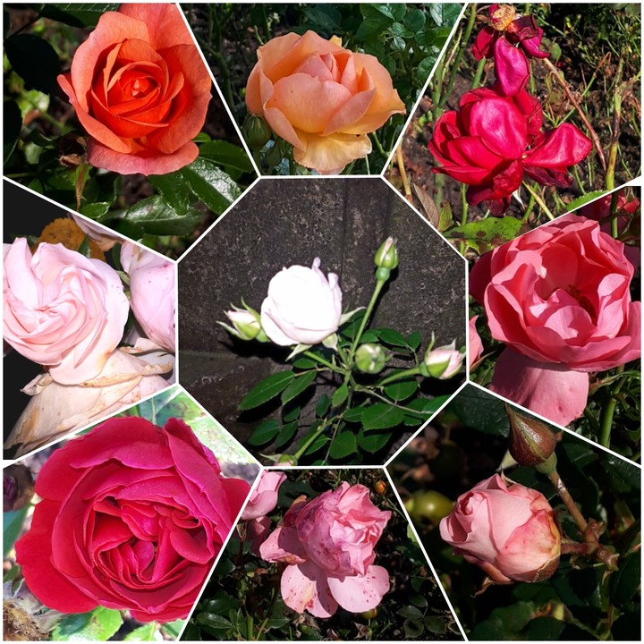 Rose