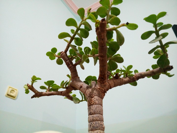 BONSAi NEW HAM