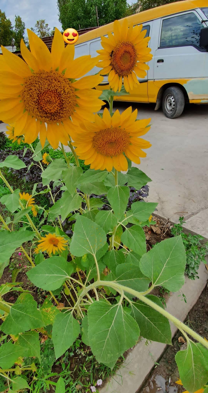 sunflower