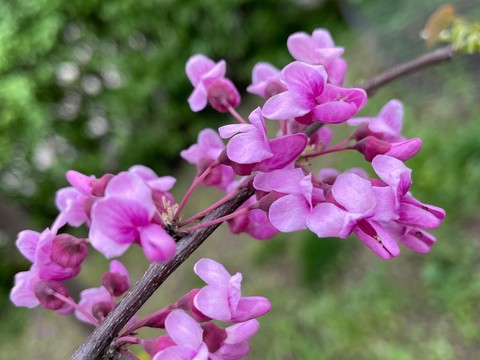 flower, purple Hintergrundbilder