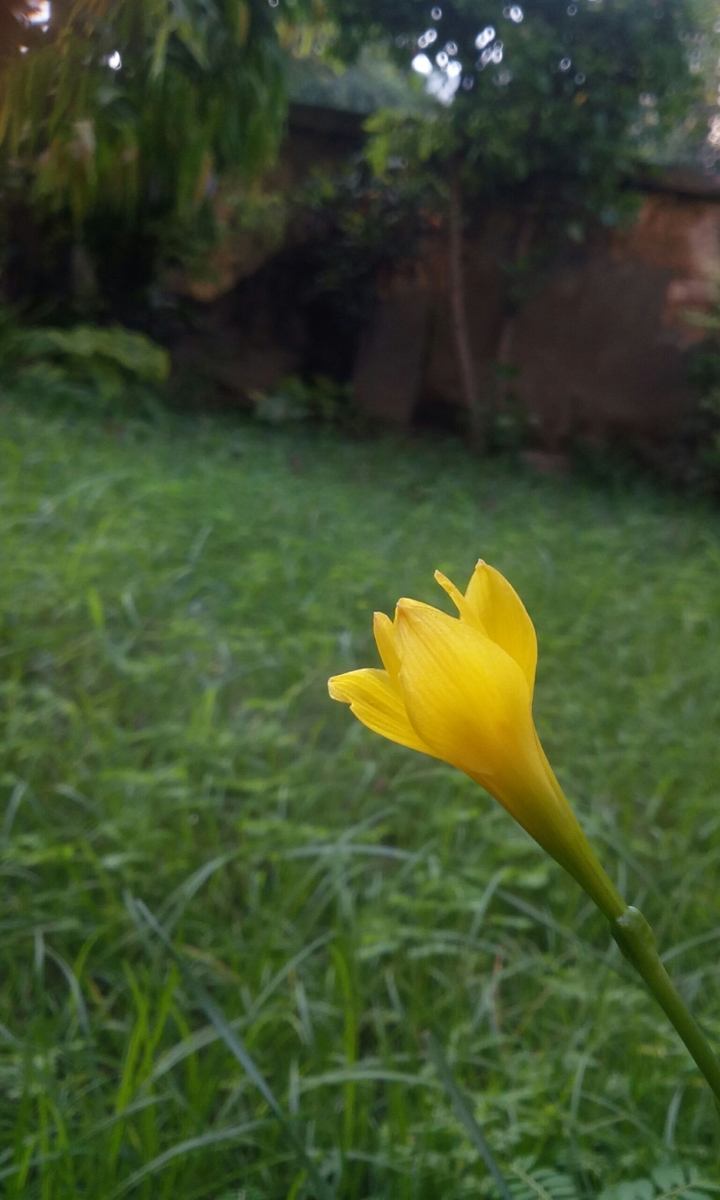 The yellow gold