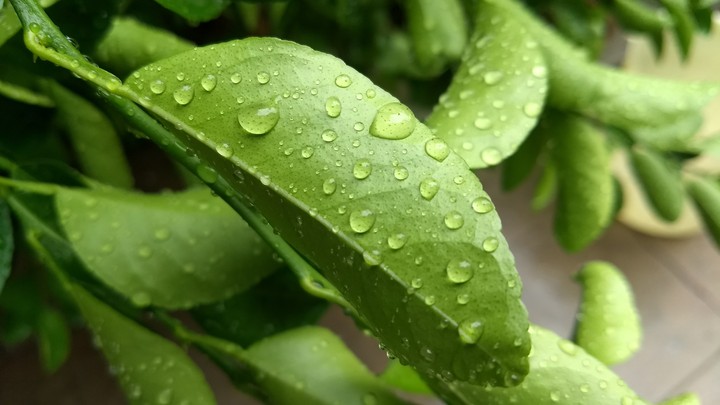 First Rain