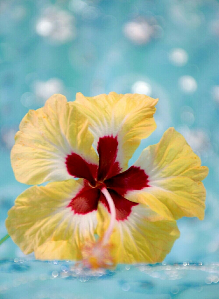 #Flower #Hibiscus #Yellow #Sky blue #Nature #Bokeh