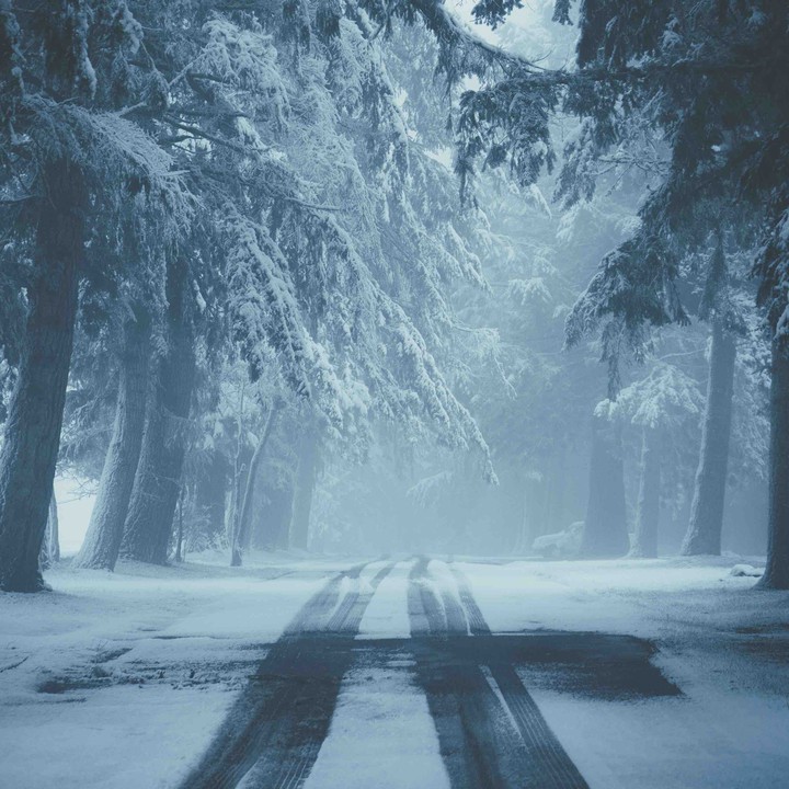 Snow and trees