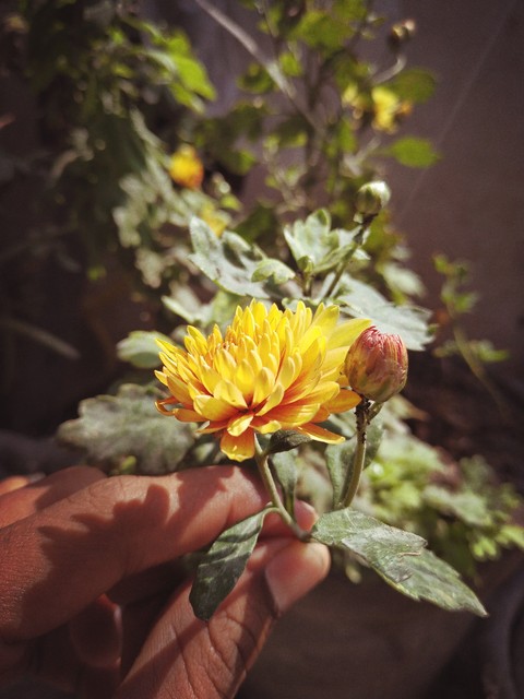 flowers