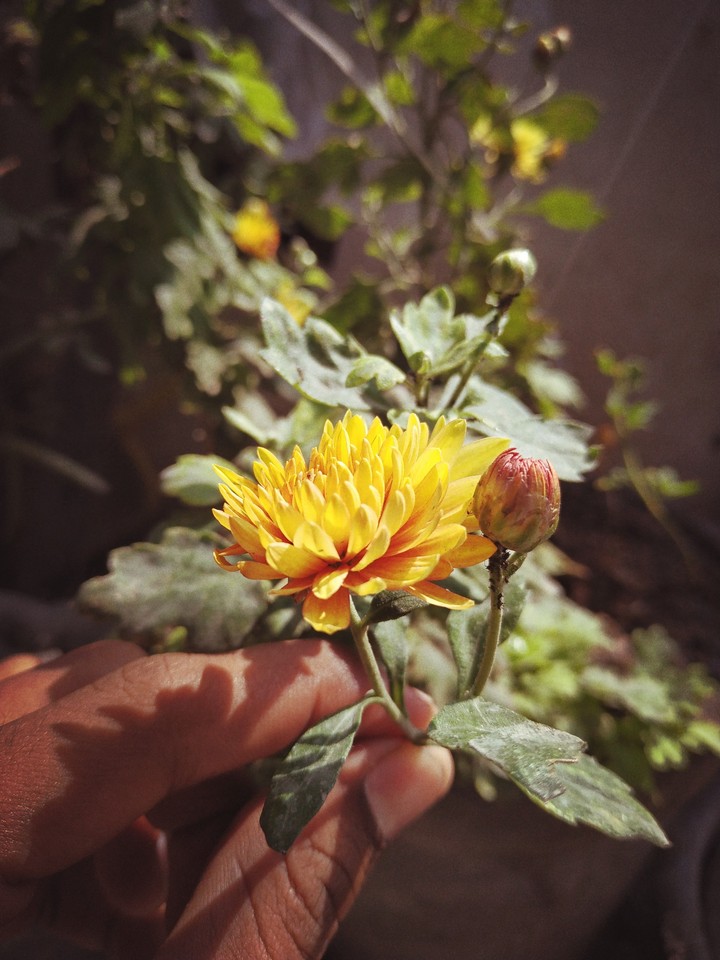 flowers