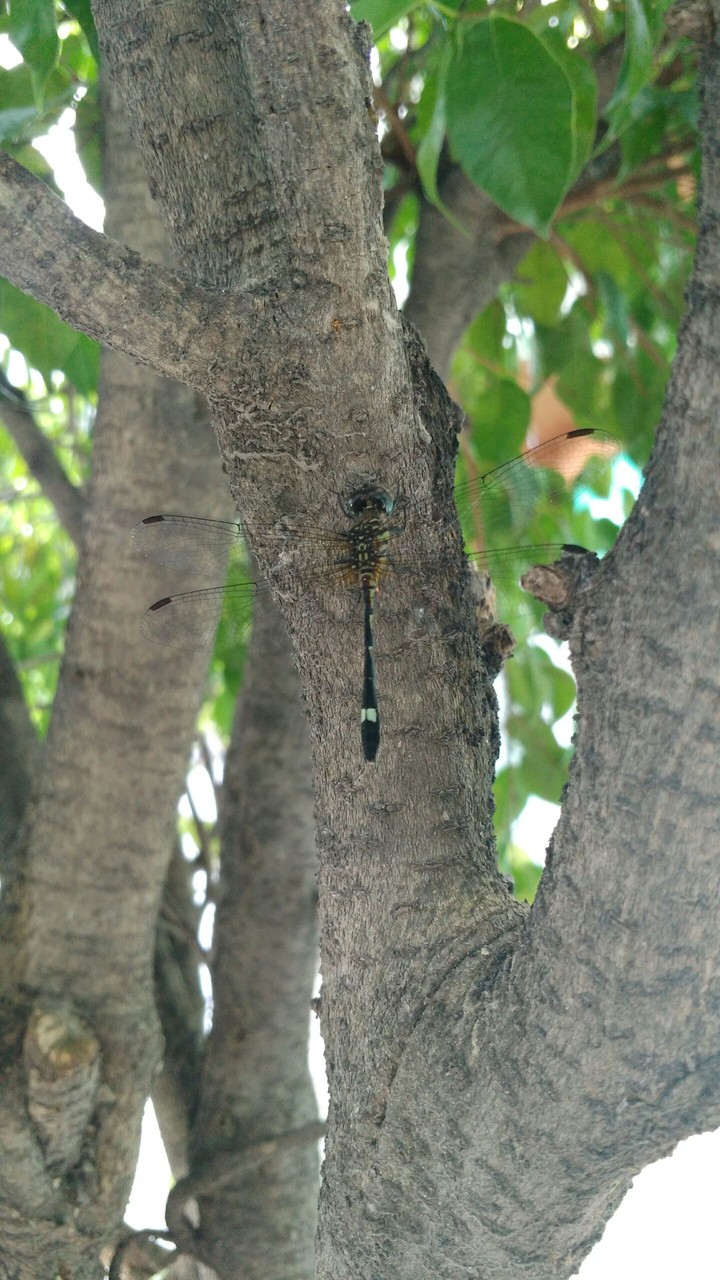 Libélula