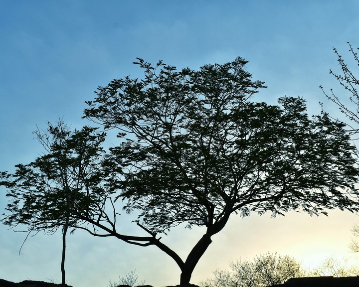 tree