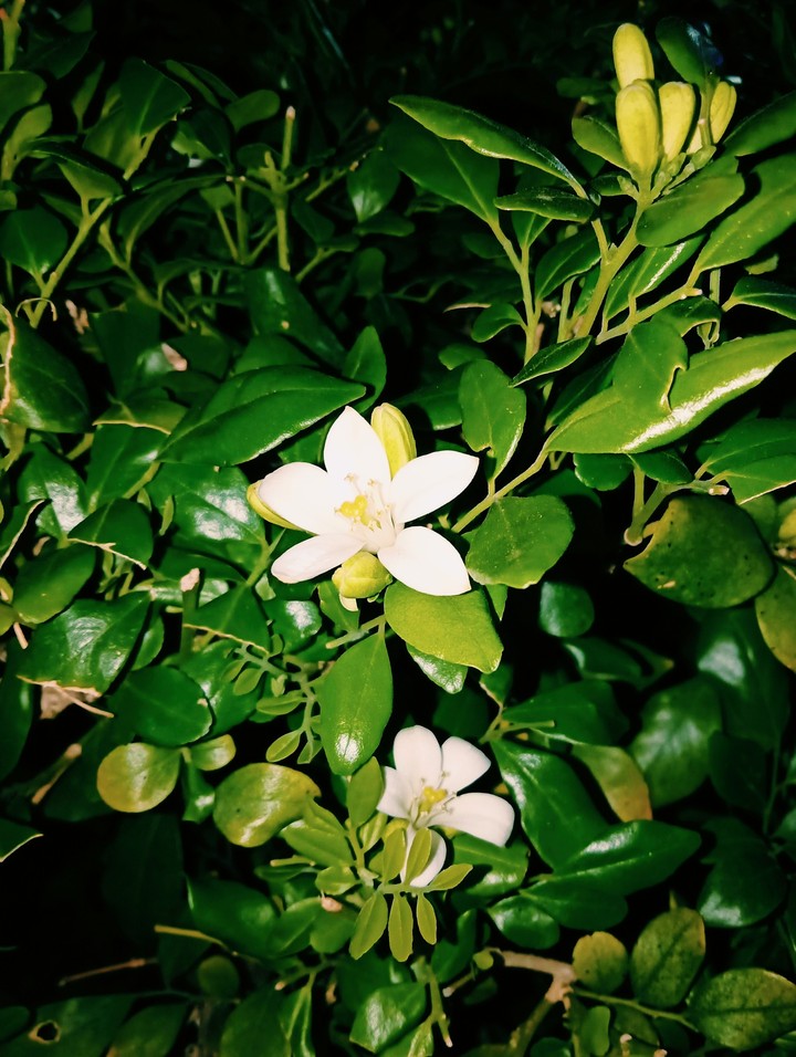 nature club