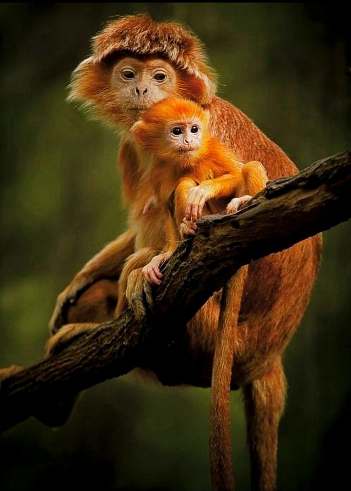 Out on A Limb Mom and Baby