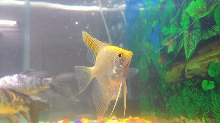 Angel Fish