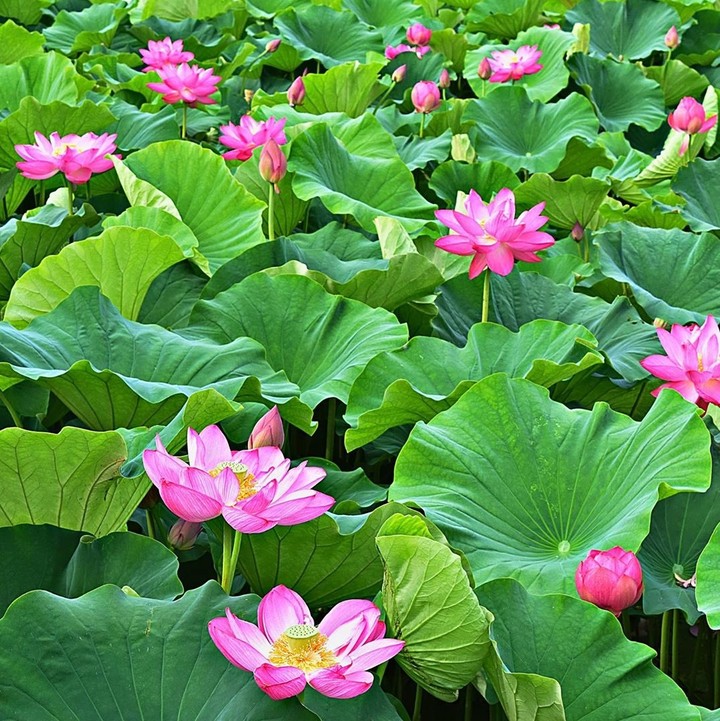Lotus