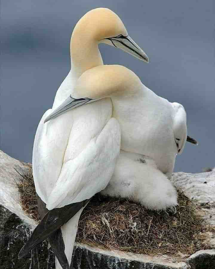 Tenderness..