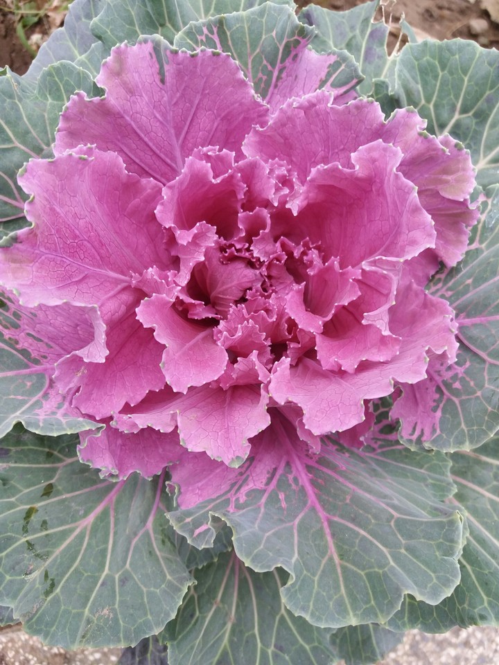 flower