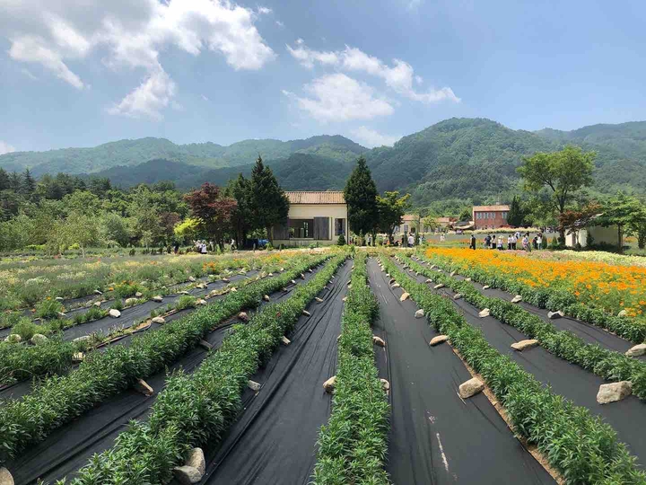 라벤더팜