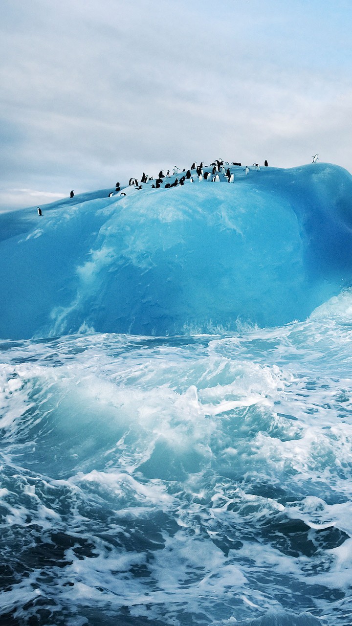 PenguinS