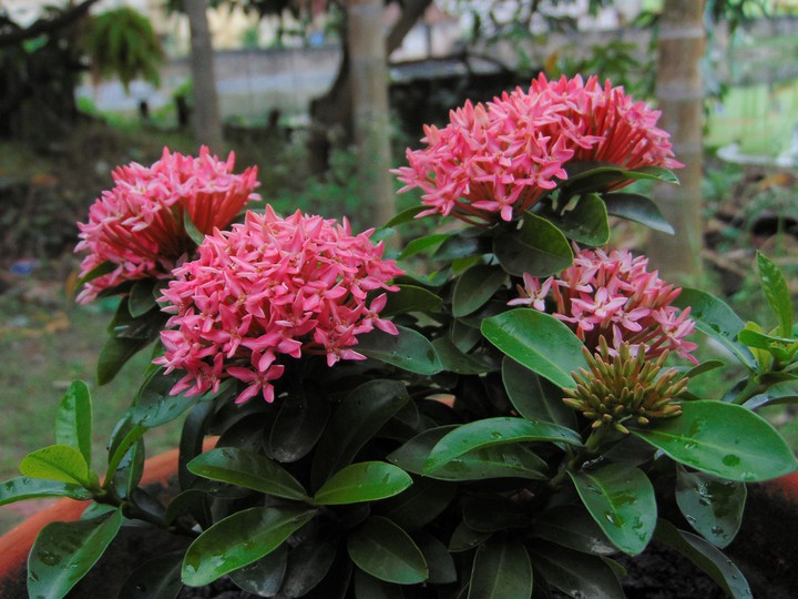 Floriculture