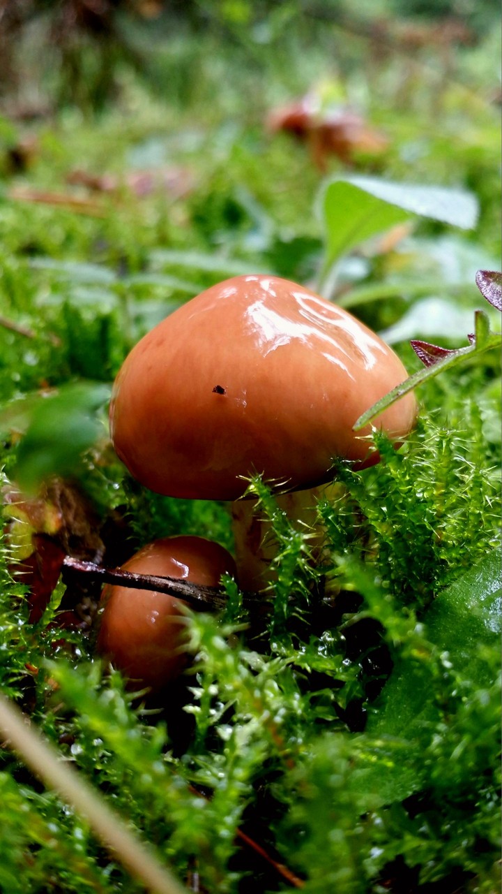 Yellow boletus.