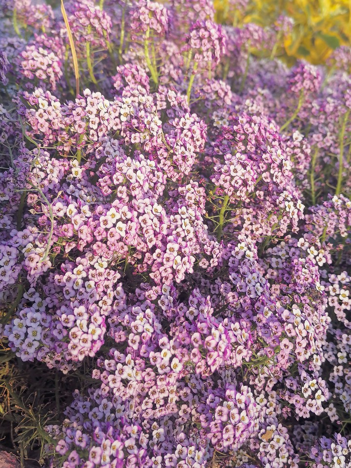 Pink flowers