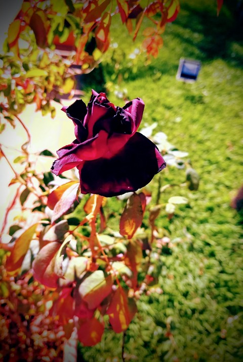 Le printemps