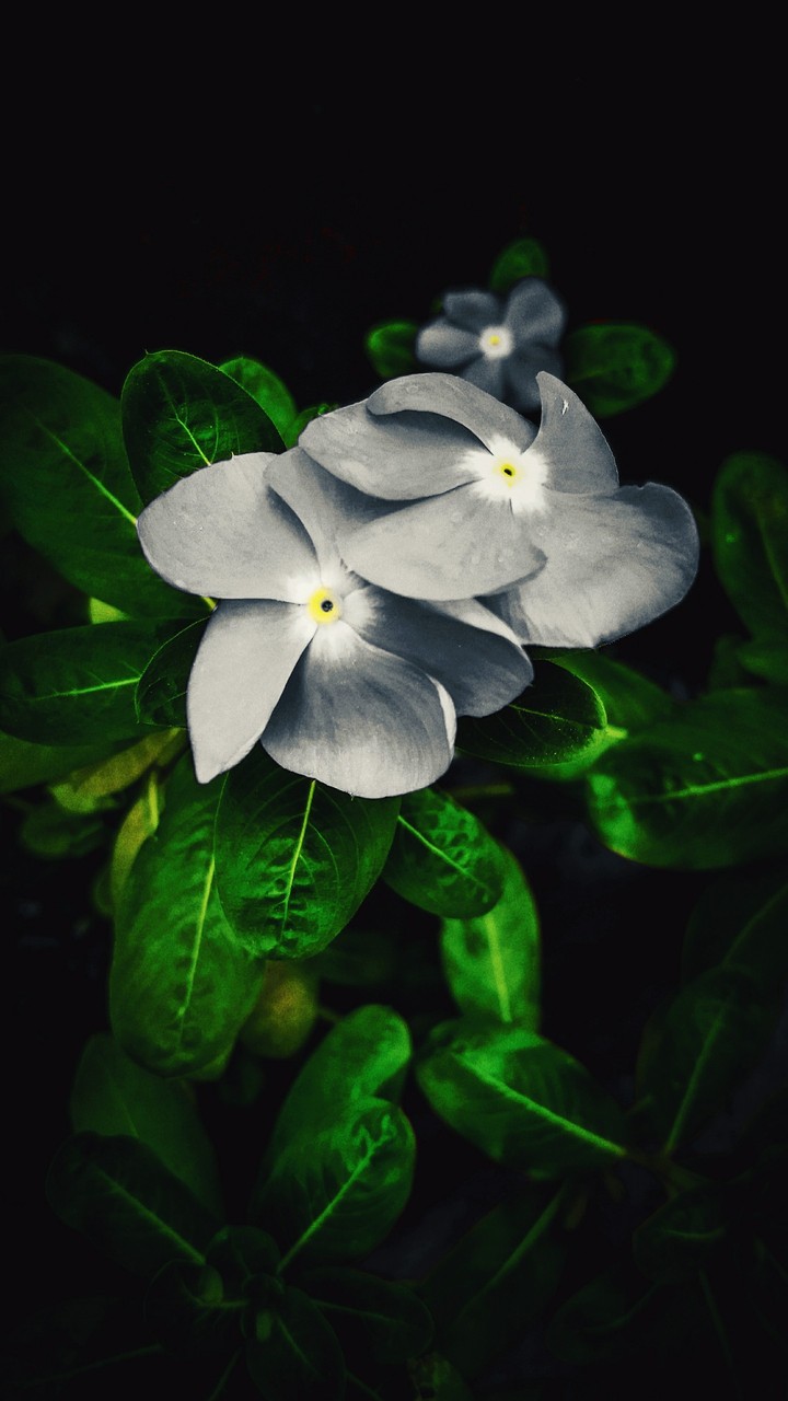 Fading colours