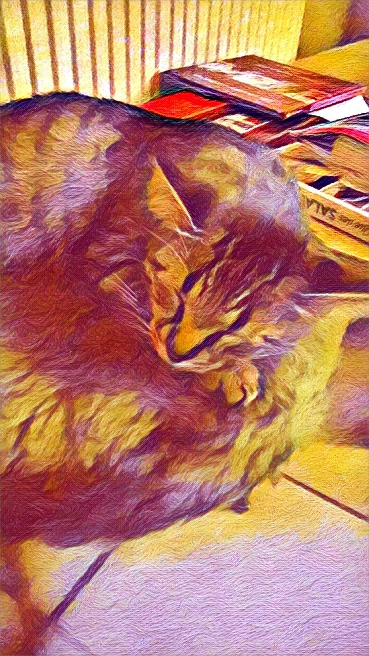 Chipie