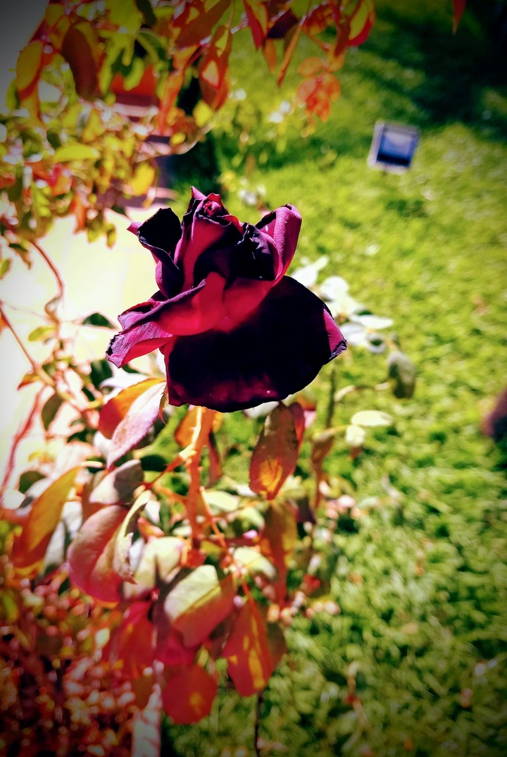 Le printemps