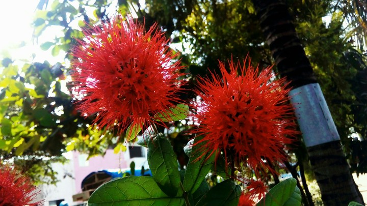Red fire!!