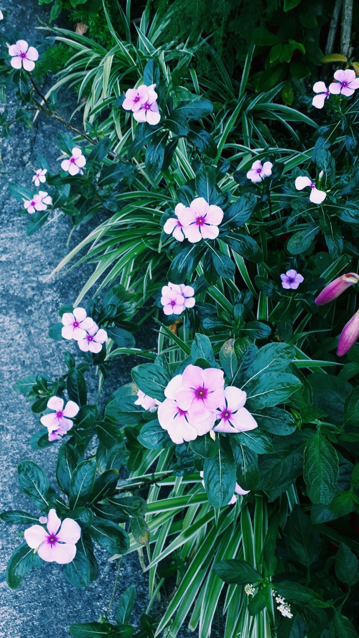 flowers